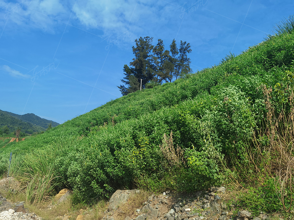 海南某矿业生态修复项目